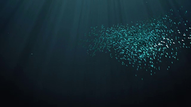 抽象背景动画-水下鱼群视频素材
