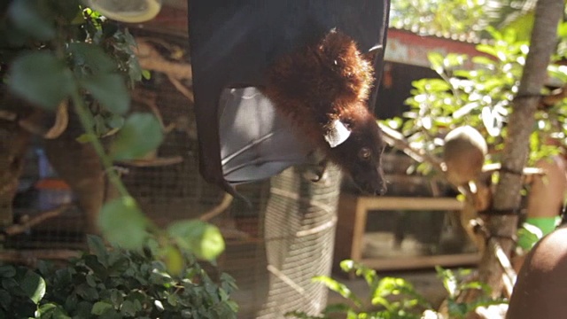 动物园里的树上挂着一只大蝙蝠视频下载