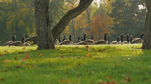 在绿色的草地上走着一群加拿大鹅。在美国布法罗的一个公园里，在日落前的晴朗秋日视频下载