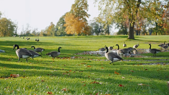 在绿色草地上吃草的加拿大鹅。在美国布法罗的一个公园里视频下载