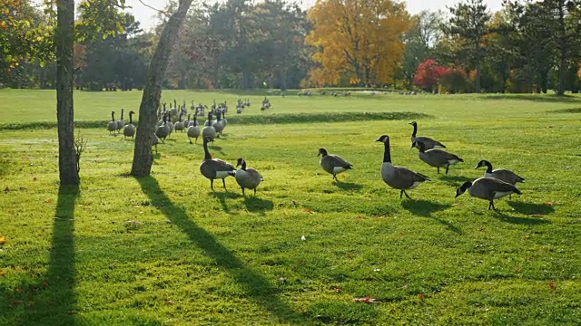 在绿色的草地上走着一群加拿大鹅。秋日清，日落后影长视频下载