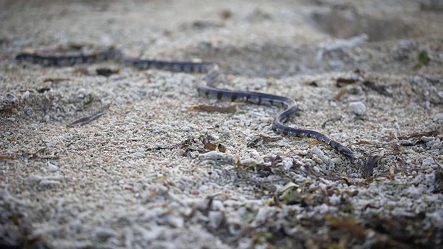 巴厘岛。丛林。蛇在地上爬行。游览巴厘岛，你会看到许多奇异的动物视频素材