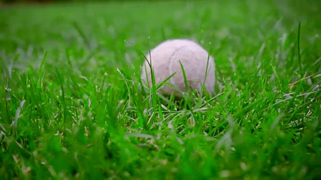 网球在绿色草地上的特写。白色网球草的特写视频下载