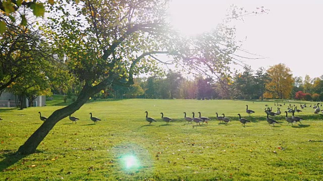 在绿色的草地上走着一群加拿大鹅。秋高气爽，日暮时分。美国布法罗公园视频下载