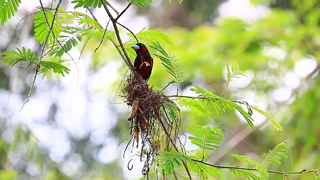 黑红的阔喙鸟栖息在树枝上视频下载