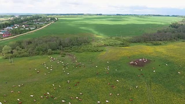 和吃草的奶牛一起飞过绿色的田野视频素材