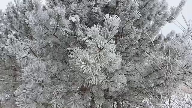 森林里的冬天多雪。视频下载