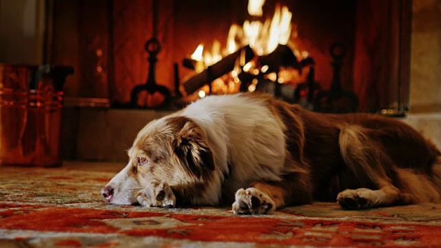 澳大利亚牧羊犬躺在靠近壁炉的舒适的房子里视频素材