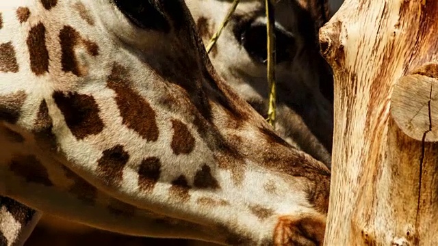 超近距离拍摄的两头长颈鹿吃植物从一棵树视频下载