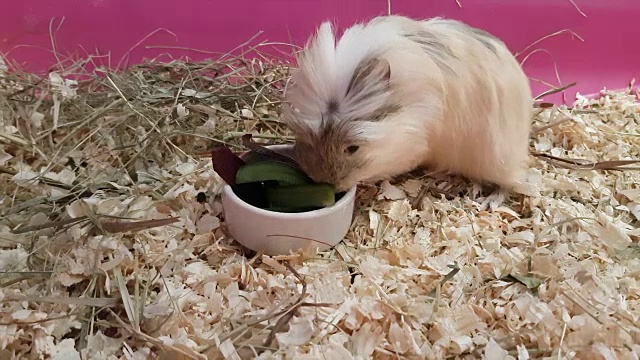 豚鼠吃黄瓜和甜菜的录像视频下载