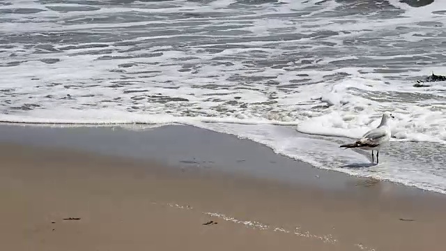 沙滩上的海鸥和海浪视频素材