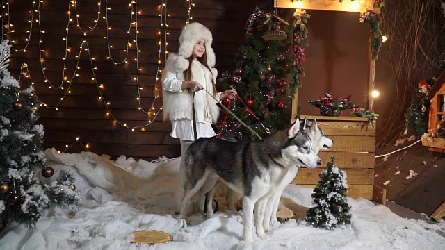 美丽的小女孩牵着一条皮带，两只不守规矩的狗在圣诞树旁哈士奇视频素材