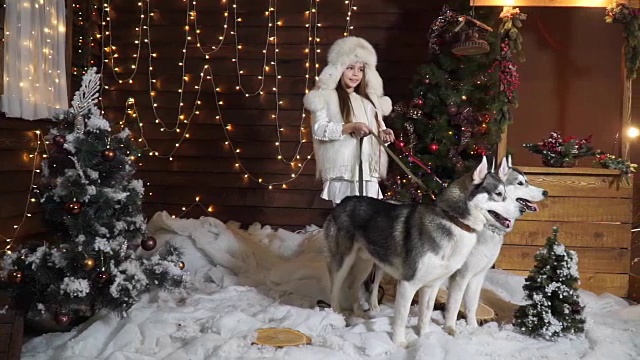 甜美的女孩愉快地摆姿势在雪与两只狗哈士奇视频素材