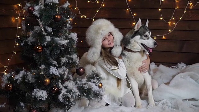 女孩拥抱哈士奇狗坐在圣诞树下视频素材