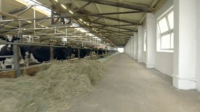 农场谷仓里的奶牛视频素材