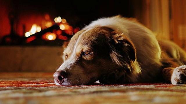 可爱的狗狗在壁炉旁舒适的房子里打盹视频素材