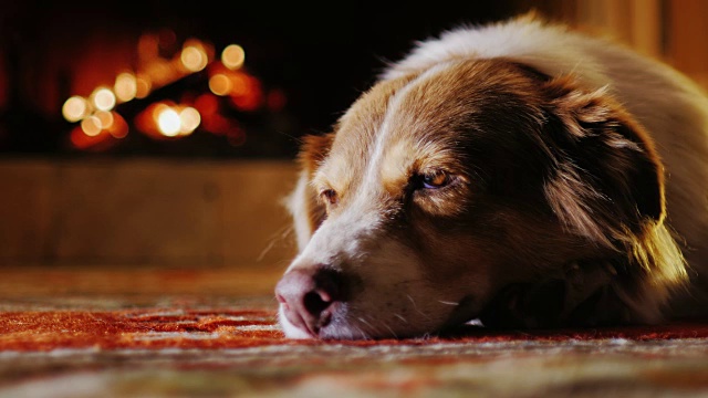 一幅澳大利亚牧羊犬的肖像，躺在壁炉的背景上视频素材