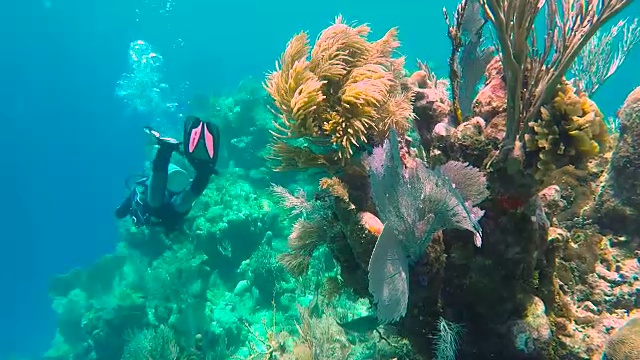 在珊瑚礁附近潜水的女人视频素材