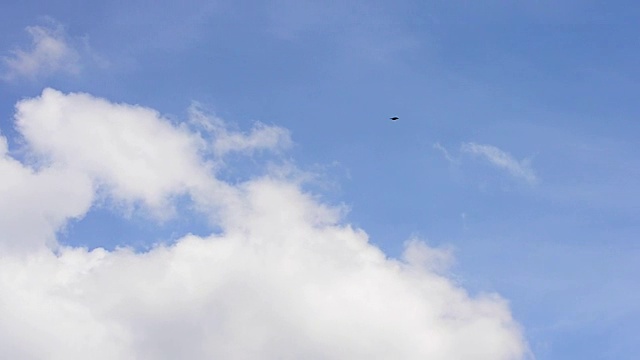 小鸟在蓝天白云中飞翔视频下载