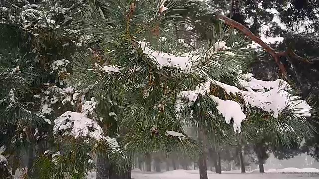 强风扫过雪松的树枝在风中摇摆，冬天的森林被雪覆盖视频下载