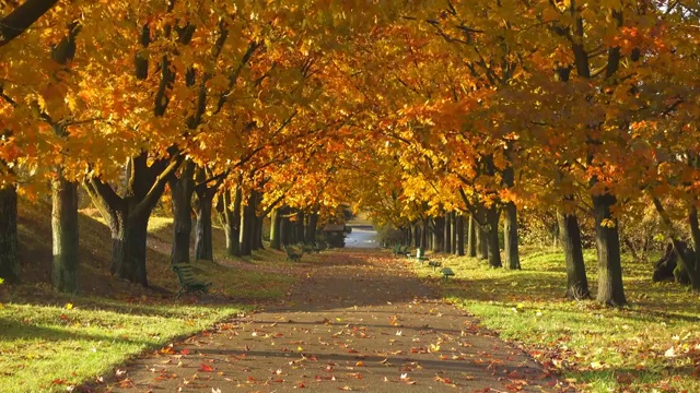秋天公园里的长椅。秋天的风景视频下载