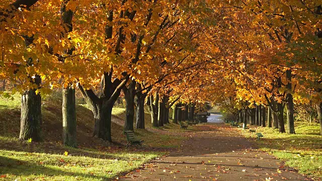 秋天公园里的长椅。秋天的风景视频下载
