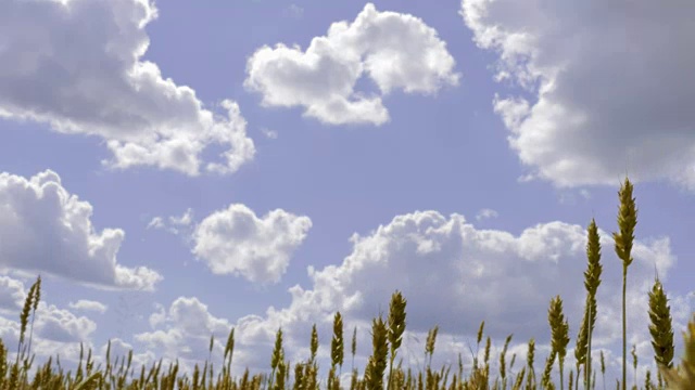 在蓝天白云的背景下，镜头从麦田滑到单穗小麦视频素材