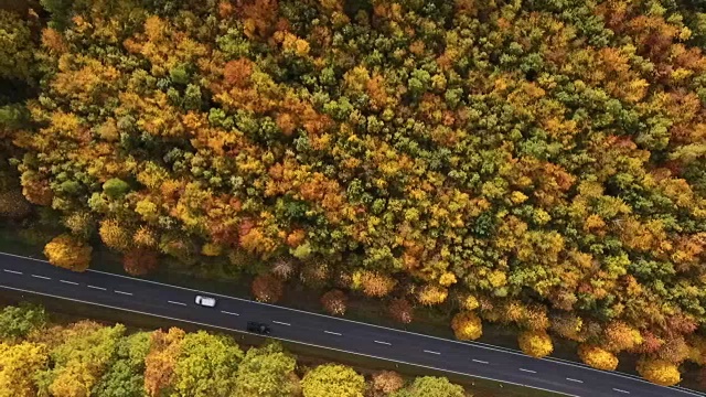 乡间小路和秋天的森林视频素材