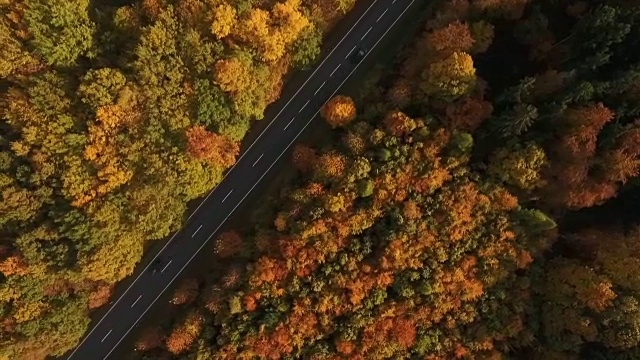 乡间小路和秋天的森林视频素材