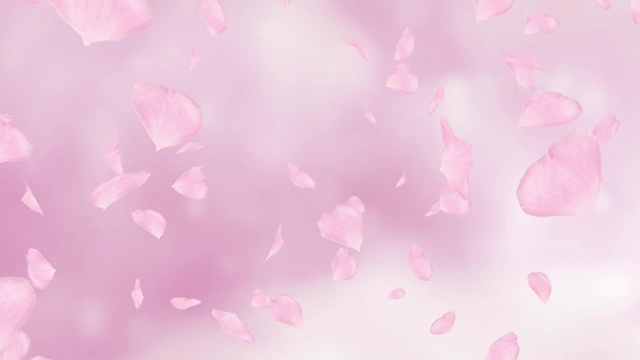 飘落的粉红色玫瑰花瓣或樱花。春季慢动作高清动画，近景模糊背景。日本的设计。视频下载