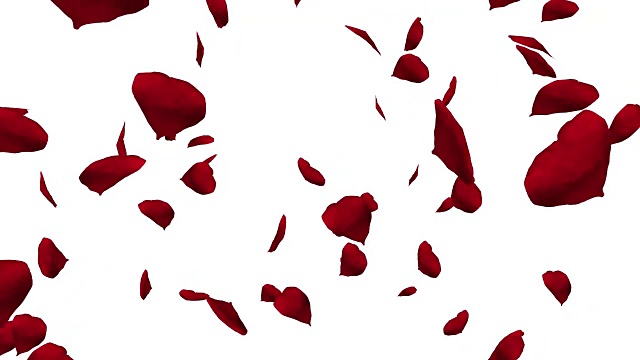 飘落的红玫瑰花瓣在白色的背景上旋转。情人节慢动作高清动画，特写。视频素材