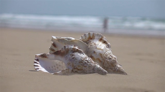 两段关于贝壳在沙滩上的视频——真正的慢镜头视频下载