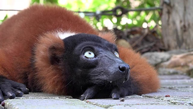 狐猴动物和野生动物视频下载