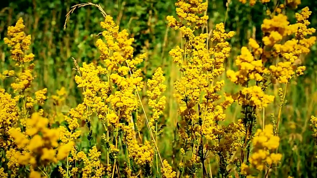 美丽的黄色花在草地上视频下载