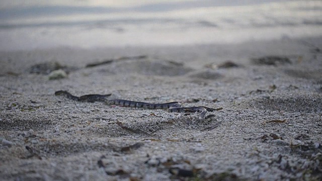 巴厘岛。丛林。蛇在地上爬行。游览巴厘岛，你会看到许多奇异的动物视频下载