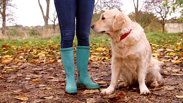 成熟的女人在秋天与金毛猎犬散步视频素材