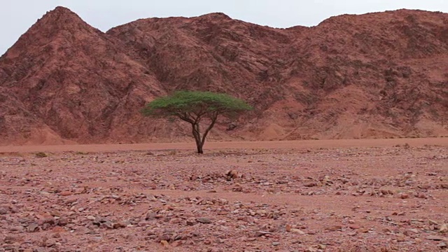 西奈山的红色沙漠景观视频下载