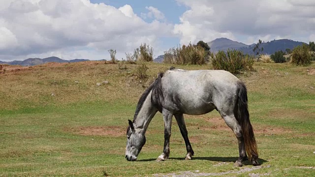 在山上的牧场放牧马。美丽的乡村风景视频下载