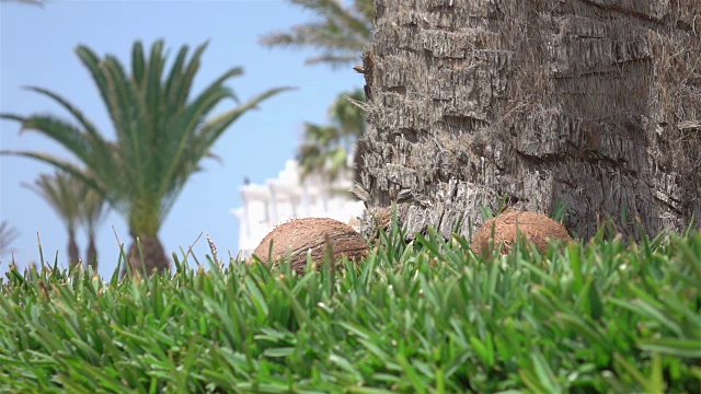两段椰子落在草地上的视频——真正的慢镜头视频素材