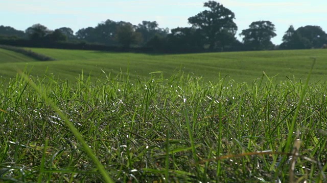 拉焦距拍摄的健康的草地在春天视频下载