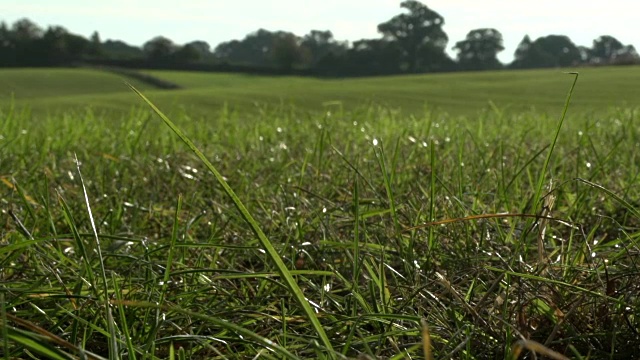 新鲜的乡村田野，新播种的草籽，创造健康的牧场视频下载