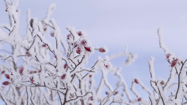 玫瑰果与冰晶和雪在蓝天的背景视频素材