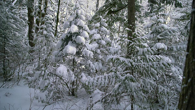 太平洋西北森林冬季4K超高清视频素材
