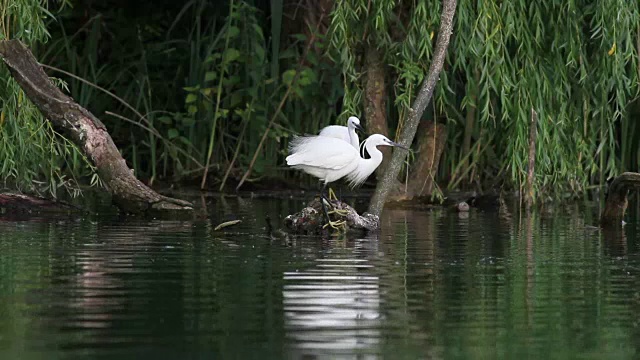 意大利里埃提保护区湖中的白鹭视频下载