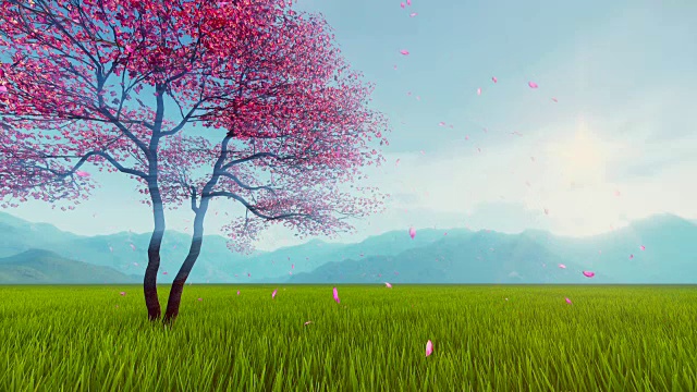 盛开的樱花，樱桃树的慢镜头视频素材