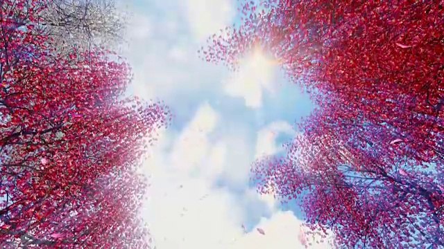盛开的樱花花瓣对着阳光灿烂的天空视频素材