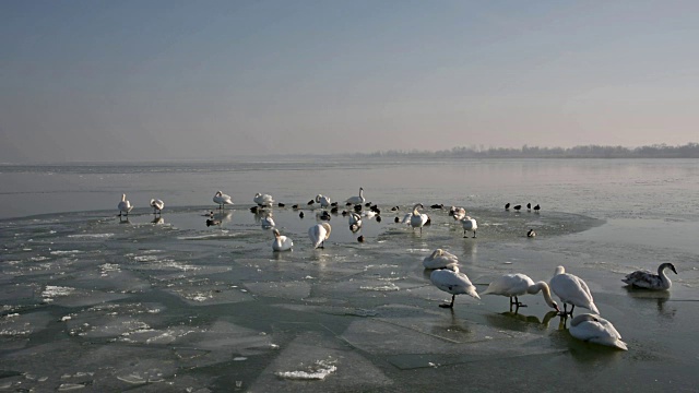匈牙利巴拉顿湖冰上的天鹅视频下载