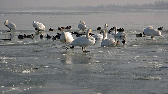 匈牙利巴拉顿湖冰上的天鹅视频下载