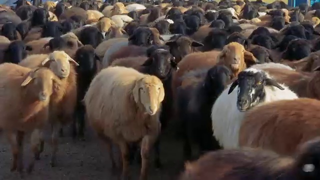 羊。在农场饲养羊羔。绵羊在草地上吃草视频下载