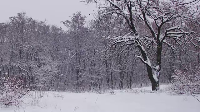 冬天的森林与雪树视频素材